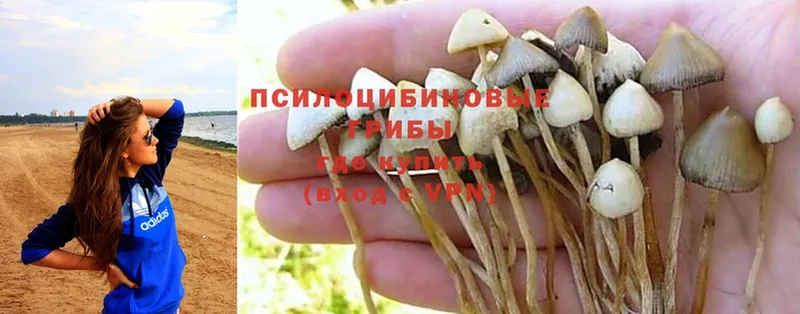 хочу   Калининск  Псилоцибиновые грибы Psilocybine cubensis 